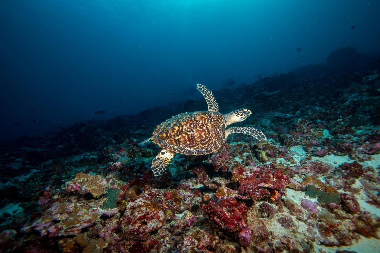 Bangaram Island Beach Resort エクステリア 写真